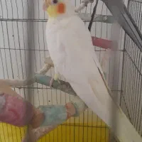 جفت عروس هلندی مولد