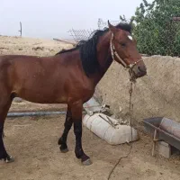 اسب نریون 2 ساله