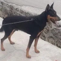 سگ دوبرمن