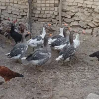 غاز|حیوانات مزرعه|ساروق, |دیوار
