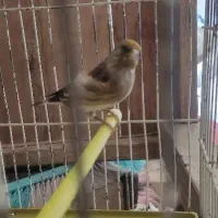 سهره قناری نر