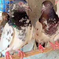 یک جفت کبوتر پاکستانی نسل بالا هستند
