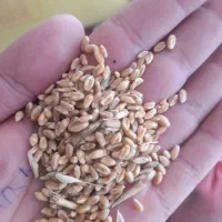 گندم پیشگام