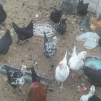 مرغ و خروس|حیوانات مزرعه|رفسنجان, |دیوار