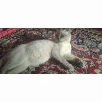 ماده  اسکاتیش بلوپوینت چشم ابی