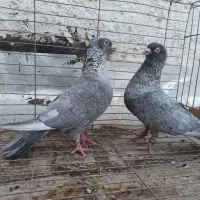 جفت موشی نقره ای کاکلی