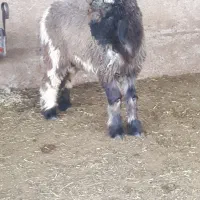 فروش بره نر۶ عدد|حیوانات مزرعه|مرودشت, گندم‎|دیوار