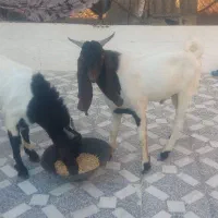 دوتا کهره نر پاکستانی گوش دراز جوان|حیوانات مزرعه|شبانکاره, |دیوار