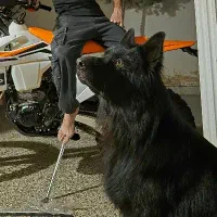 سگ ژرمن بلک گمشده مژدگانی هرچی خواستید