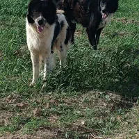 دو تا توله قدرجانی ۱۲ ماهه