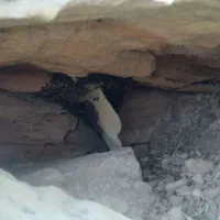 تقریبا سه کیلو عسل طبیعی اصل اصل کیلو ۳۵۰۰|خوردنی و آشامیدنی|لیکک, |دیوار