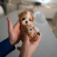 پودل تی کاپ فنجونی