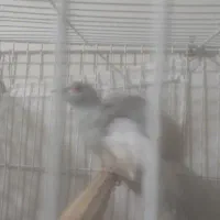 سوروس چینی زبان فارسی کمری