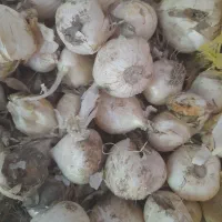 موسیر کوهی