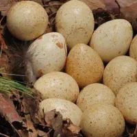 تخم بوقلمون 15عدد قیمت 60 تومن