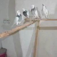 پرنده|پرنده|بهار, |دیوار