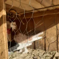 طوقی وشازده|پرنده|قم, نیروگاه|دیوار