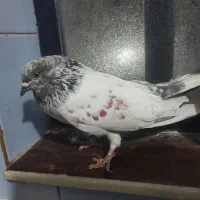 نر شیخ بلند و کشیده|پرنده|بندر امام خمینی, |دیوار