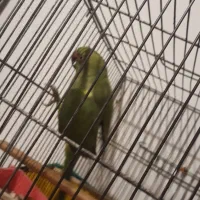 طوطی ملنگو ماده