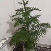 گلدان وکاج طعبی کاملا سر حالا