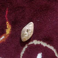 پیام بدین|کلکسیون و سرگرمی|بندر ماهشهر, |دیوار