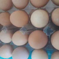 تخم مرغ
