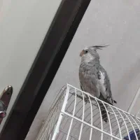 عروس هلندی وایت فیس