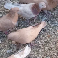 کبوتر فروشی