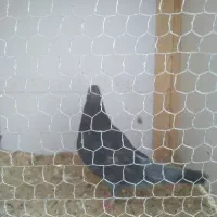 فروش کبوتر|پرنده|رشت, دیانتی|دیوار