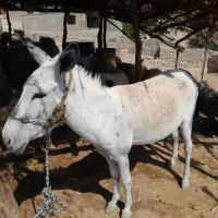 خر گلهای  نر|حیوانات مزرعه|ایذه, |دیوار