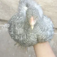 ۱۹ عدد