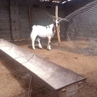 نر بز پاکستانی ۳قلو