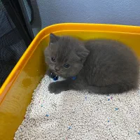 گربه بریتیش ۲ماه نیم