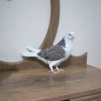 ی جفت کفتر آس|پرنده|قرچک, شهرک طلائیه|دیوار