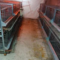 فروش قفس ایستاده مرغتخمذار|لوازم جانبی حیوانات|فراغی, |دیوار