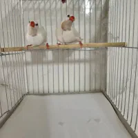 فنچ کراواتی|پرنده|شیراز, تل حسین‌آباد|دیوار