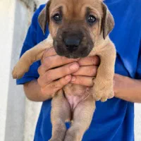 پیتبول اصیل