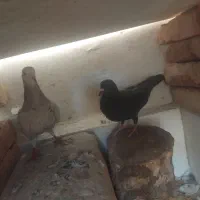یک جفت نر ماده  اصل  مخصوص جوجه کشی