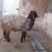 قوچ|حیوانات مزرعه|ایذه, |دیوار