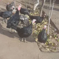 بوقلمون یک ساله ۱۰عدت