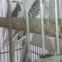 عروس هلندی نر آلبینو دوکت|پرنده|شهریار, شهریار|دیوار