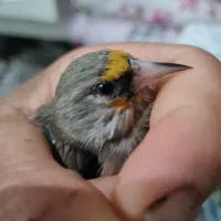 سهره فیروزکوه|پرنده|پاکدشت, حصار امیر|دیوار