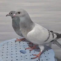کبوتر جوجه سوز خودمونی (ذات شریر)