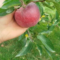 سیب|خوردنی و آشامیدنی|مراغه, |دیوار