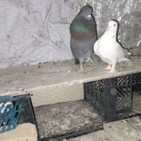 کبوتر گمشده|پرنده|شاهین‌شهر, گرگاب|دیوار