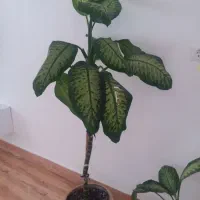 گل دیفن ۱۸۰ قد(نمین)