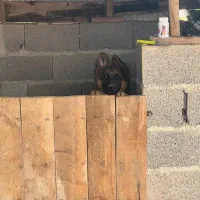 ژرمن شولاین