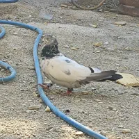 کبوتر نر|پرنده|چمران, |دیوار