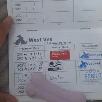 بلا ماده اسکاتیش عقیم