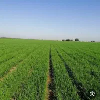 زمین برای احداث گلخانه و باغ